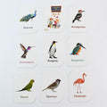 Kidkraft Early Learner Educational Flashcards 32 Birds